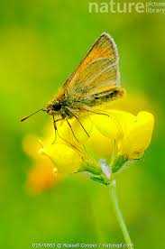 Attēlu rezultāti vaicājumam “Thymelicus lineola male”