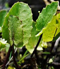 Attēlu rezultāti vaicājumam “Comatricha ellae stalked”