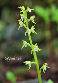 Attēlu rezultāti vaicājumam “Corallorhiza trifida”