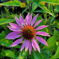 Attēlu rezultāti vaicājumam “Echinacea purpurea bud”