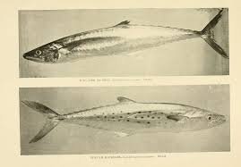 Image result for Scomberomorus maculatus