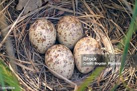 Attēlu rezultāti vaicājumam “Gallinago gallinago nest”