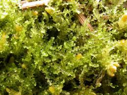 Attēlu rezultāti vaicājumam “Cephalozia loitlesbergeri”