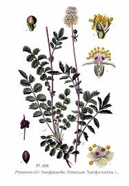 Attēlu rezultāti vaicājumam “Poterium sanguisorba”