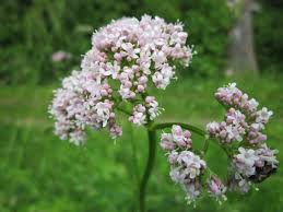 Attēlu rezultāti vaicājumam “Valeriana officinalis flower”