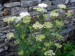 Attēlu rezultāti vaicājumam “Cenolophium denudatum”