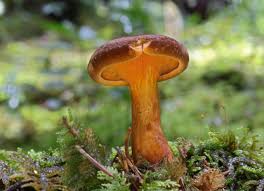 Attēlu rezultāti vaicājumam “Hygrophoropsis aurantiaca”