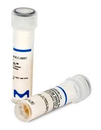 Attēlu rezultāti vaicājumam “Enteridium variabile macro”