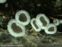 Attēlu rezultāti vaicājumam “Lachnella alboviolascens”