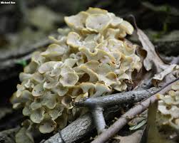 Attēlu rezultāti vaicājumam “Polyporus umbellatus”