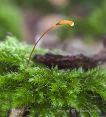 Attēlu rezultāti vaicājumam “Herzogiella seligeri”