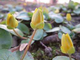 Attēlu rezultāti vaicājumam “Ficaria verna flower”