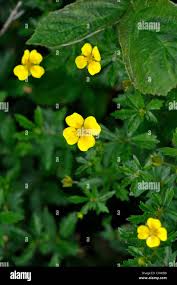 Attēlu rezultāti vaicājumam “Potentilla erecta flower”