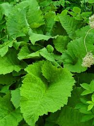 Image result for Telekia speciosa