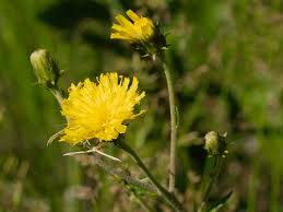 Attēlu rezultāti vaicājumam “Hieracium umbellatum”