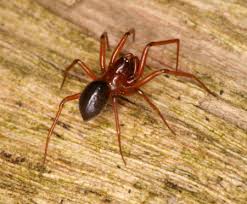 Attēlu rezultāti vaicājumam “Linyphiidae”