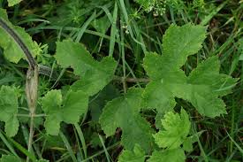 Attēlu rezultāti vaicājumam “Heracleum sphondylium subsp. sibiricum leaf”