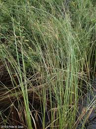 Attēlu rezultāti vaicājumam “Carex lasiocarpa male flower”
