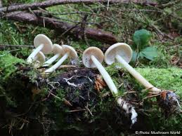 Attēlu rezultāti vaicājumam “Collybia acervata”