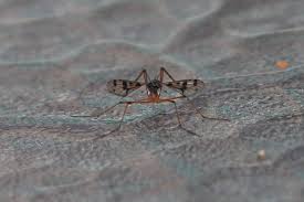 Attēlu rezultāti vaicājumam “Dictenidia bimaculata male”