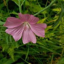 Image result for Malva moschata