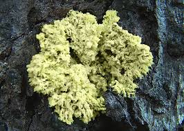 Attēlu rezultāti vaicājumam “Fuligo laevis spores”