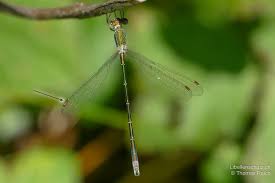 Attēlu rezultāti vaicājumam “Lestes virens”