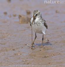 Image result for Calidris pusilla