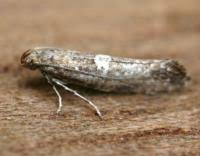 Attēlu rezultāti vaicājumam “Acrolepiopsis assectella”