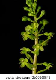 Attēlu rezultāti vaicājumam “Listera ovata leaf”