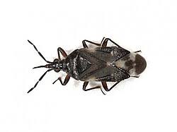 Attēlu rezultāti vaicājumam “Dryophilocoris flavoquadrimaculatus imago”