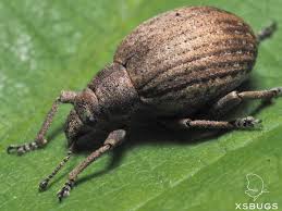 Attēlu rezultāti vaicājumam “Philopedon plagiatum”