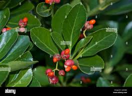 Attēlu rezultāti vaicājumam “Euonymus fruit”