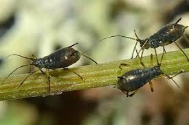 Attēlu rezultāti vaicājumam “Uroleucon hypochoeridis”