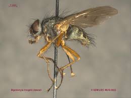 Attēlu rezultāti vaicājumam “Muscidae”