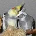 Cockatiel Care