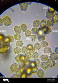 Attēlu rezultāti vaicājumam “Oligonema persimile macro”