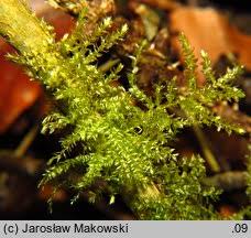 Attēlu rezultāti vaicājumam “Eurhynchium hians”