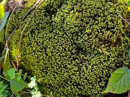 Attēlu rezultāti vaicājumam “Dicranum montanum sporophyte”