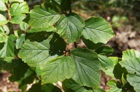 Attēlu rezultāti vaicājumam “Hamamelis japonica leaf”