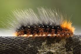 Attēlu rezultāti vaicājumam “Arctia caja larva”