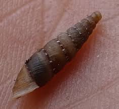 Attēlu rezultāti vaicājumam “Clausiliidae”