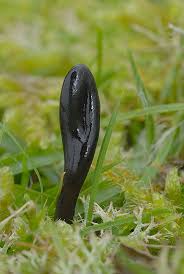 Attēlu rezultāti vaicājumam “Geoglossum sp.”