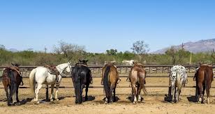 Image result for Carman Stables Archery