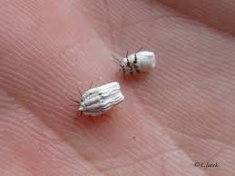 Attēlu rezultāti vaicājumam “Orthezia urticae”