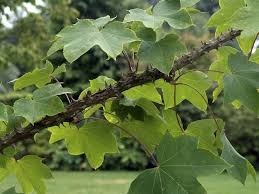 Attēlu rezultāti vaicājumam “Kalopanax septemlobus fruit”