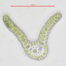 Attēlu rezultāti vaicājumam “Bryoerythrophyllum recurvirostrum”