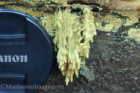 Attēlu rezultāti vaicājumam “Heterotrichia obvelata (syn. Arcyria obvelata) spores”