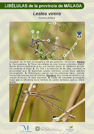 Attēlu rezultāti vaicājumam “Lestes virens female”