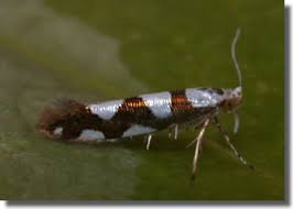 Attēlu rezultāti vaicājumam “Argyresthiidae”